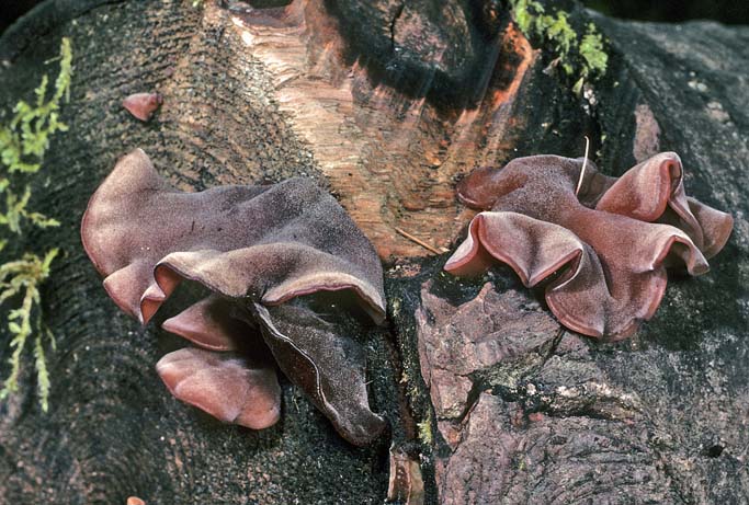 Auricularia americana group